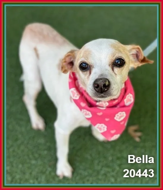 Bella thumbnail 4