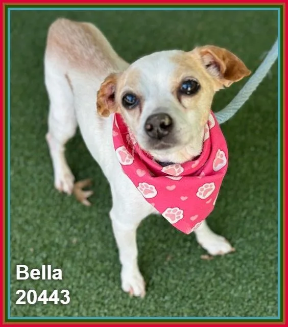 Bella thumbnail 5