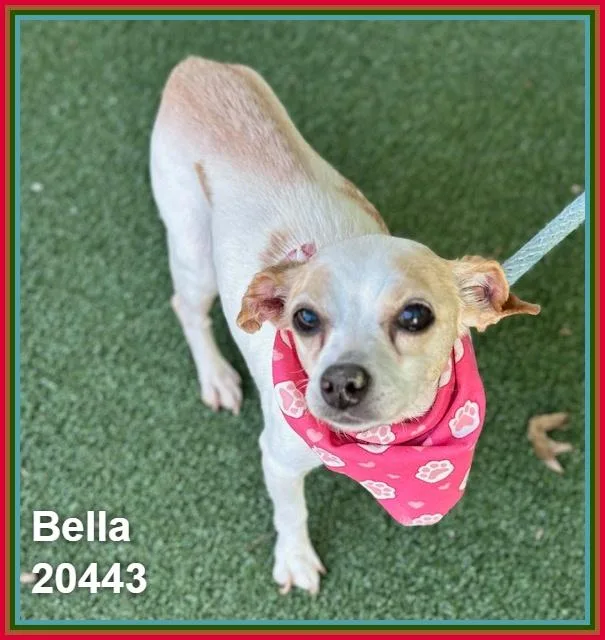 Bella thumbnail 6