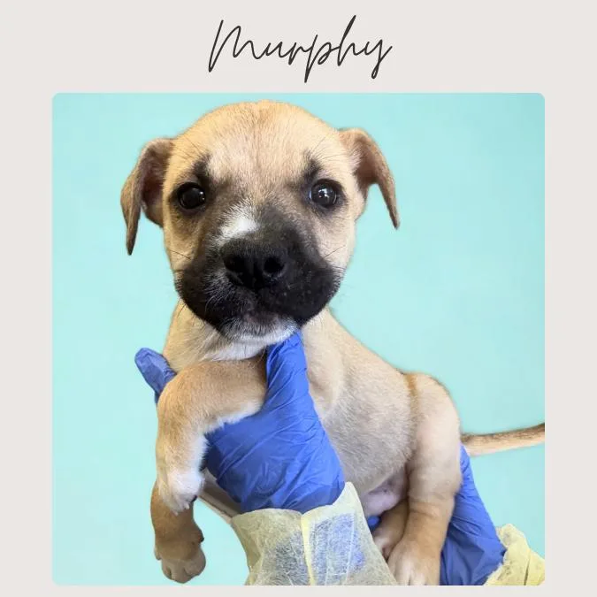 Murphy
