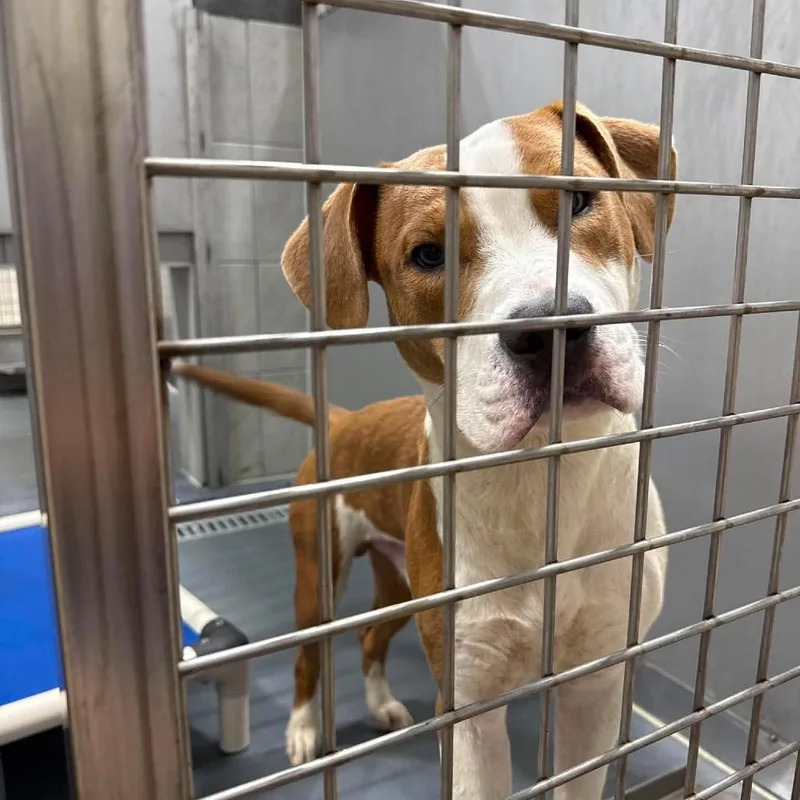 An adult small-sized male Yellow / Tan / Blond / Fawn Pit Bull Terrier dog named Frank for adoption in Austin, TX