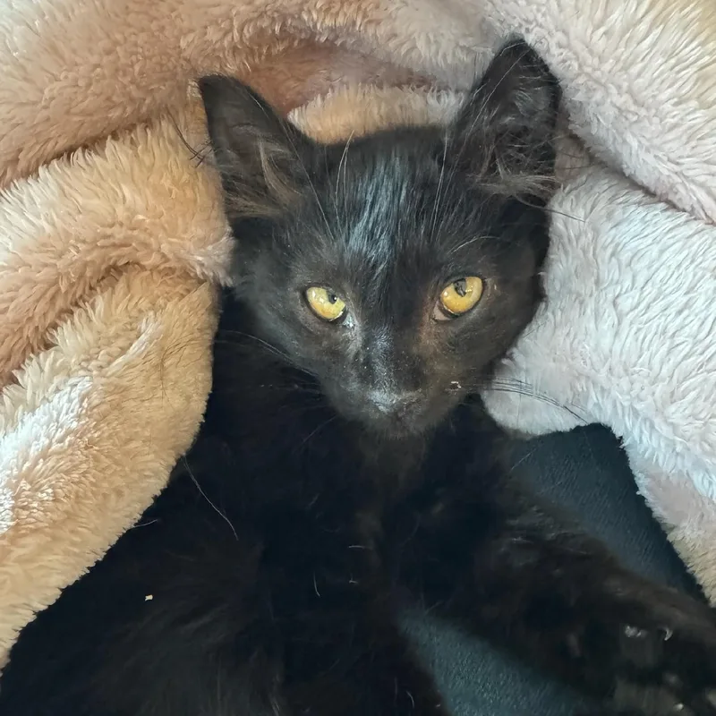 A young medium-sized female Black Bombay cat named Missy for adoption in Kirkland, WA