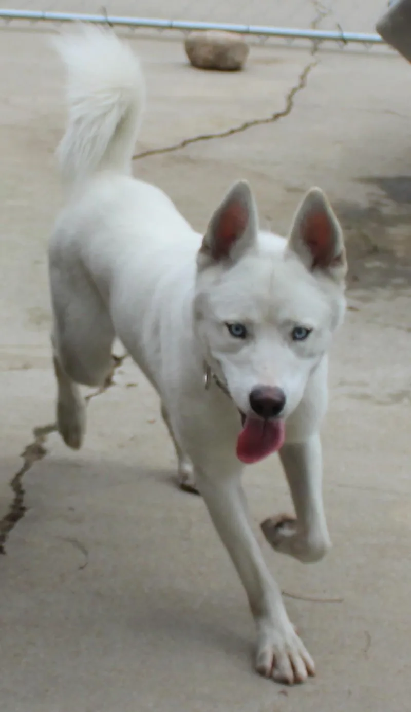 An adult large-sized male Siberian Husky dog named Major for adoption in Huron, SD