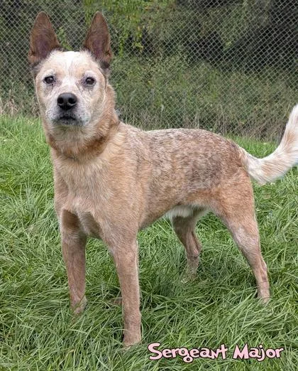 A senior medium-sized male Fox Terrier dog named Sergeant Major for adoption in Mason, MI