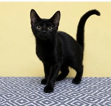 A young medium-sized male Black Domestic Short Hair cat named Shadow for adoption in Jackson, GA