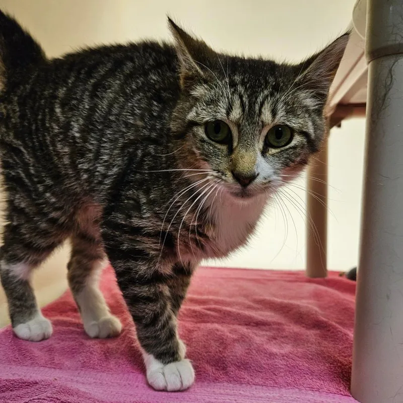 A young medium-sized male Brown / Chocolate Domestic Short Hair cat named Toodles for adoption in Harrisonburg, VA