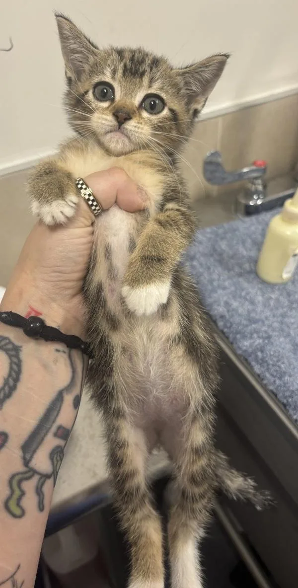 A baby small-sized female Domestic Short Hair cat named Max for adoption in Stratham, NH
