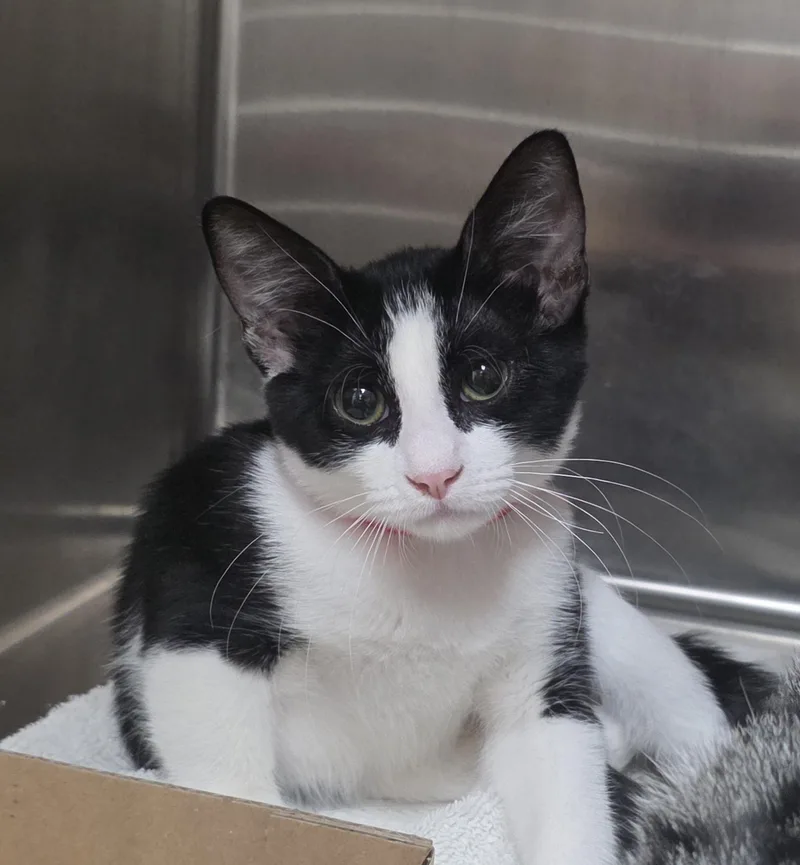 A young medium-sized female Black & White / Tuxedo Domestic Short Hair cat named Marshmellow for adoption in Mission Viejo, CA