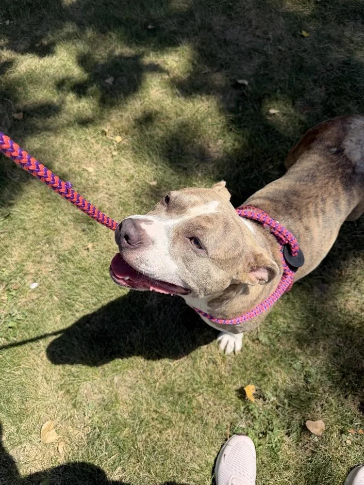 An adult medium-sized female Mixed Breed dog named Jolene for adoption in Clinton Township, MI
