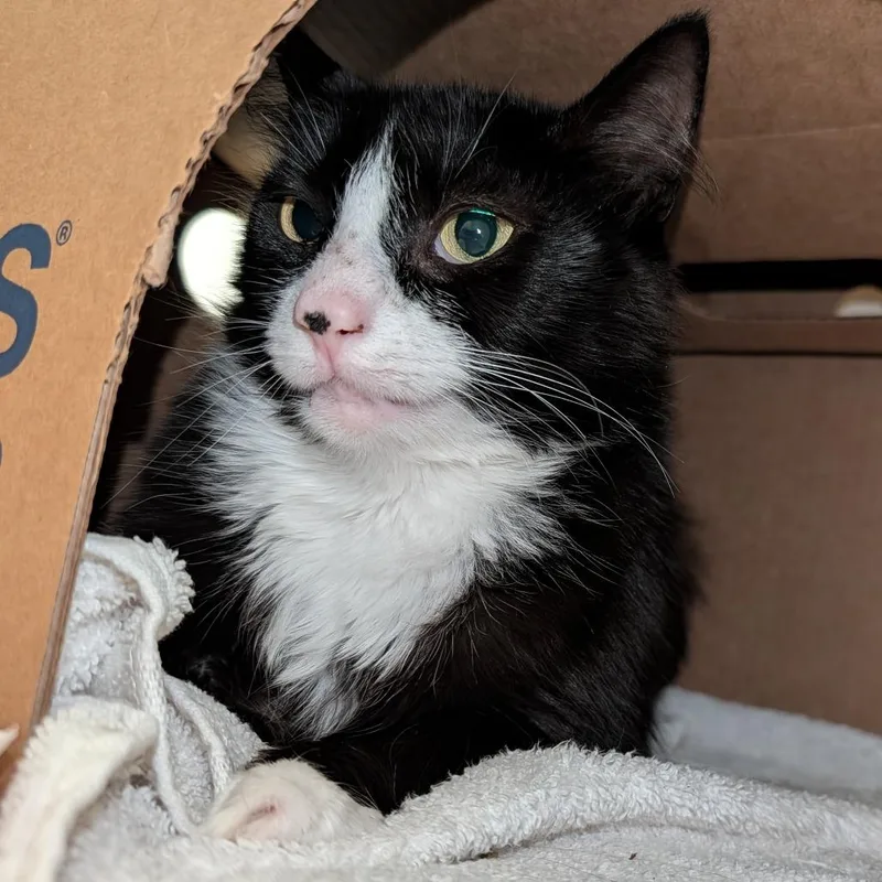 A young medium-sized female Black Domestic Short Hair cat named Pipsqueek for adoption in Novelty, OH