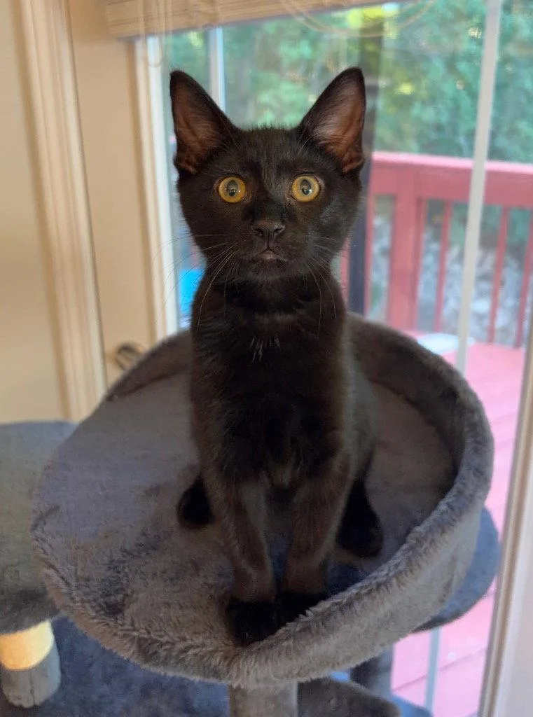 A young medium-sized male Black Domestic Short Hair cat named Newt for adoption in Garner, NC