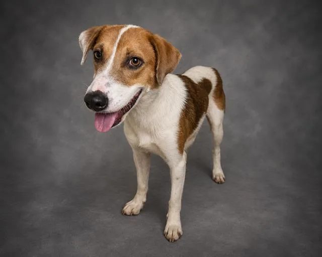 An adult medium-sized female Foxhound dog named Maria for adoption in Winter Haven, FL