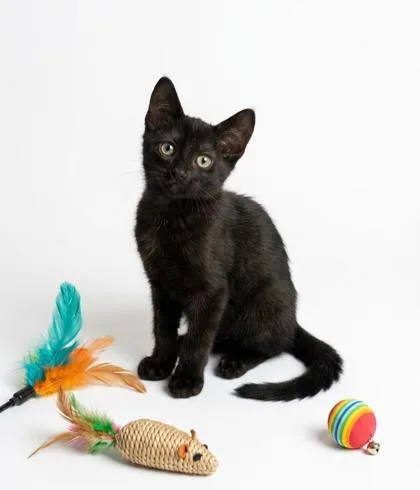 A baby small-sized male Domestic Short Hair cat named Riley for adoption in Cumming, GA