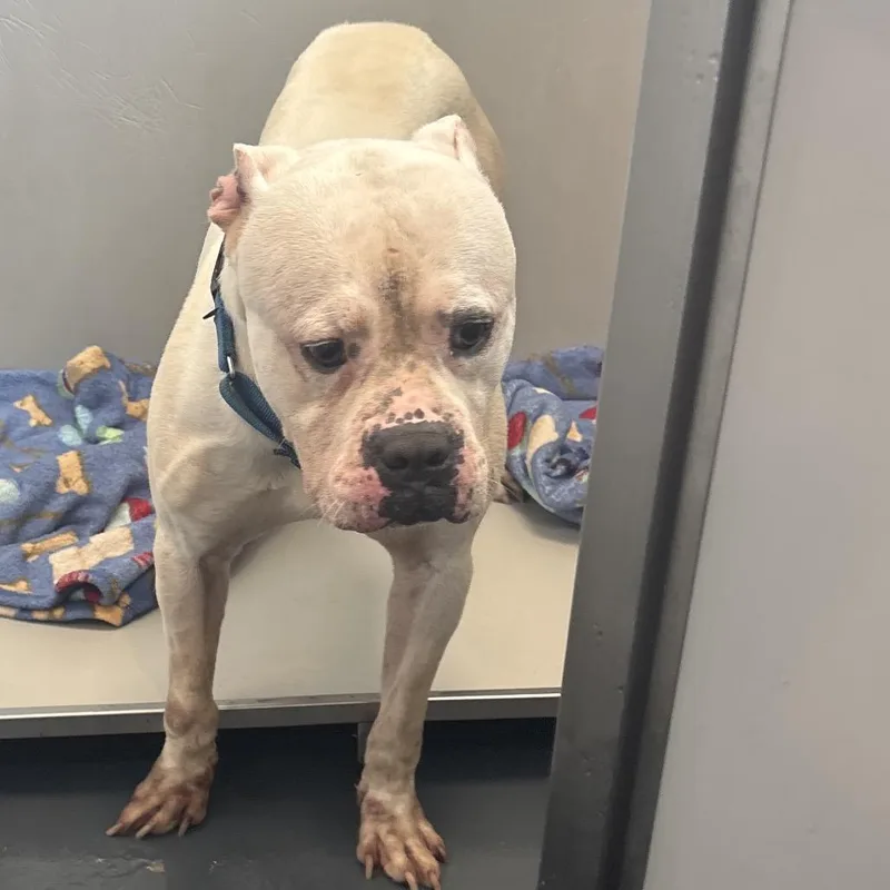 An adult large-sized male White / Cream Mixed Breed dog named LVHStray for adoption in Allentown, PA