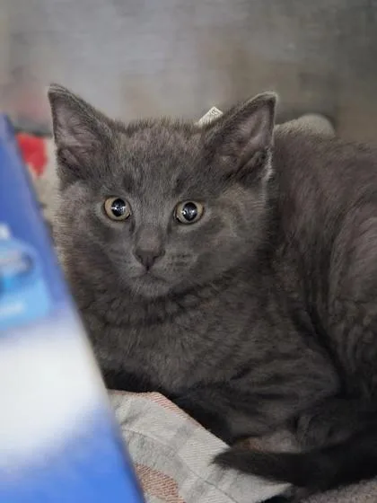 A baby small-sized male Domestic Short Hair cat named Donnie for adoption in Westland, MI