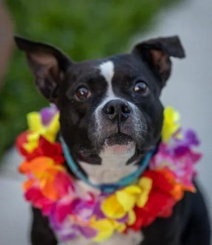 An adult medium-sized female Black Staffordshire Bull Terrier dog named Luna for adoption in Plantation, FL
