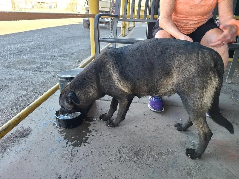 Wizard Of Oz Litter thumbnail 2