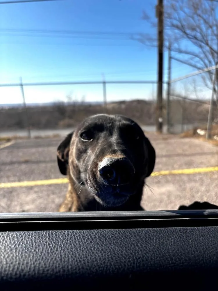 Wizard Of Oz Litter thumbnail 3