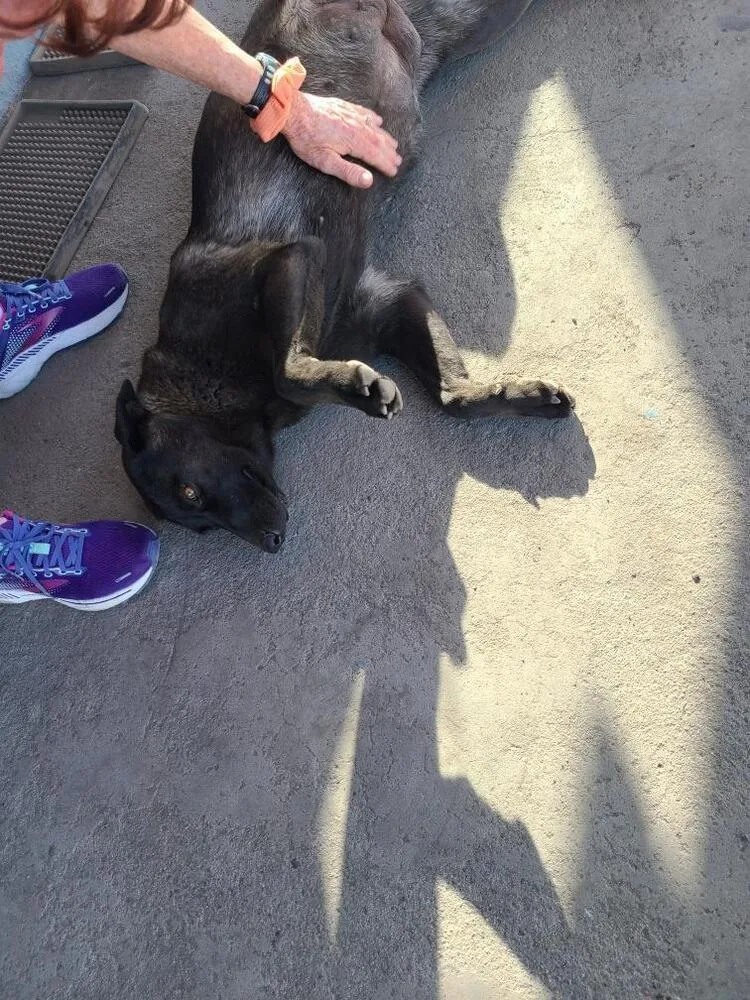 Wizard Of Oz Litter thumbnail 4