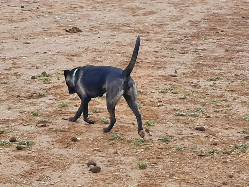 Wizard Of Oz Litter thumbnail 5