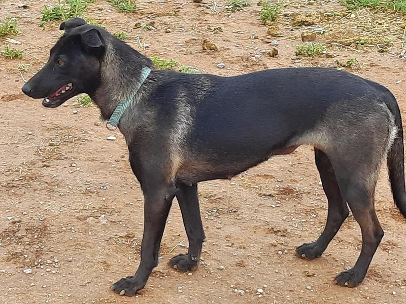 Wizard Of Oz Litter thumbnail 6