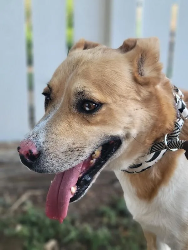 An adult medium-sized male Retriever dog named Tristan for adoption in Windsor, CO