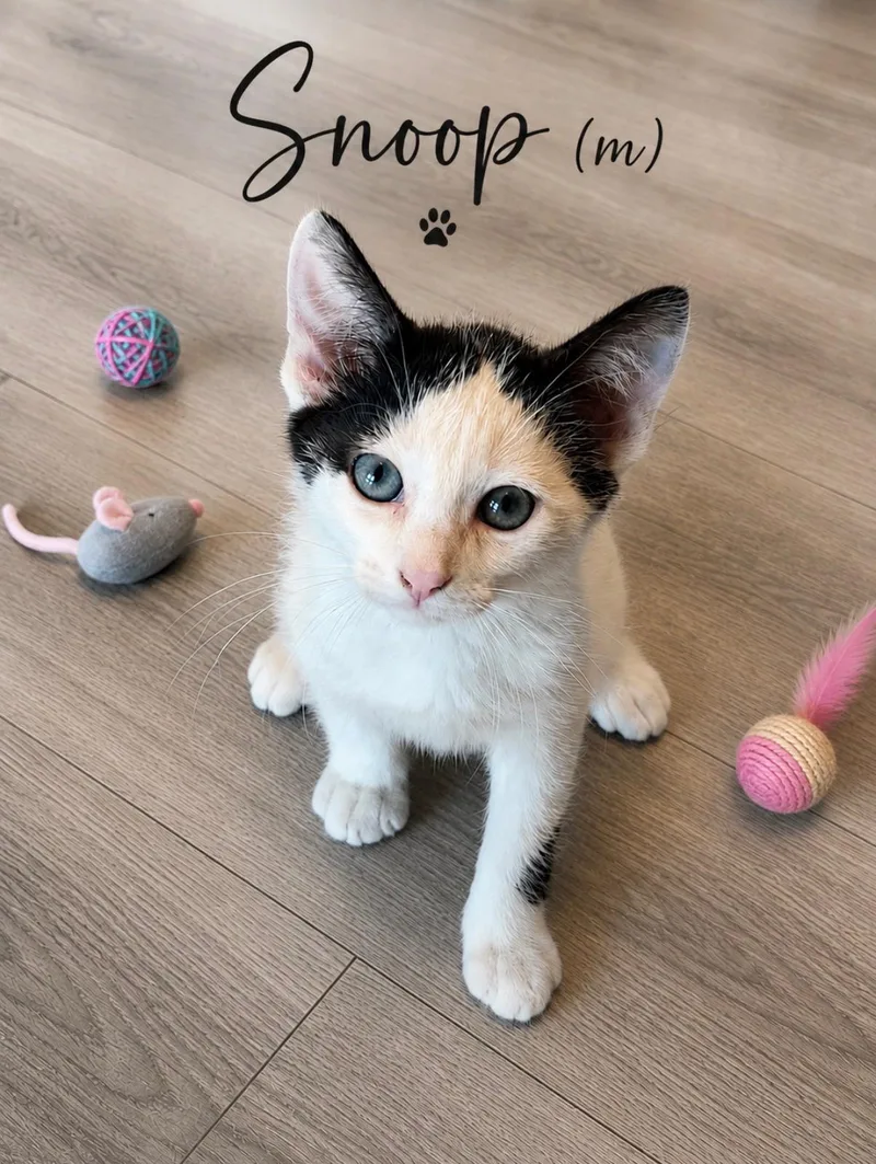 A baby medium-sized male White Domestic Short Hair cat named Snoop for adoption in Medina, OH