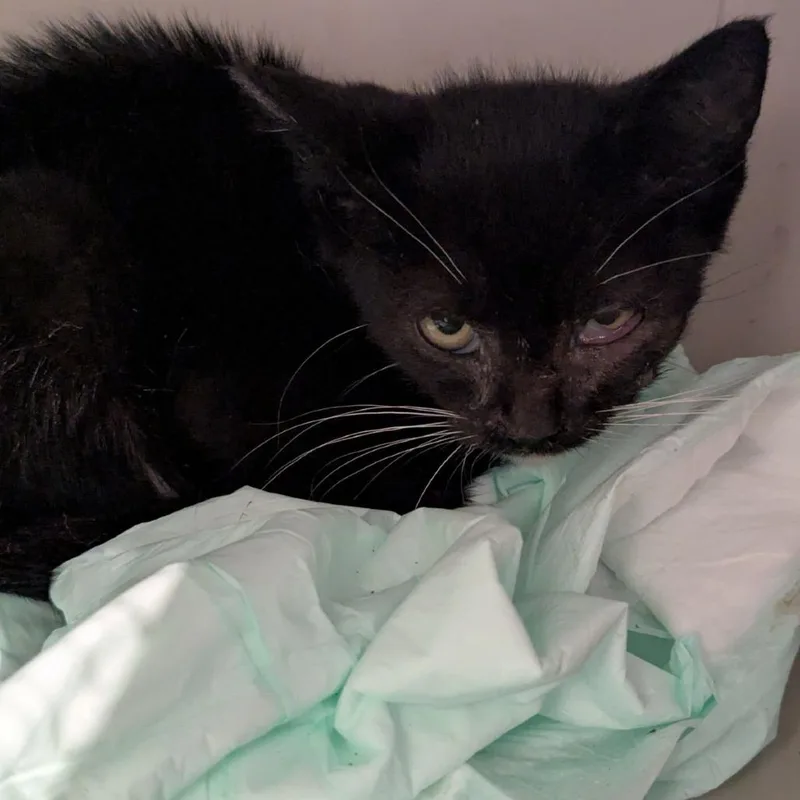 A baby small-sized female Domestic Short Hair cat named Munchkin for adoption in Lynchburg, VA