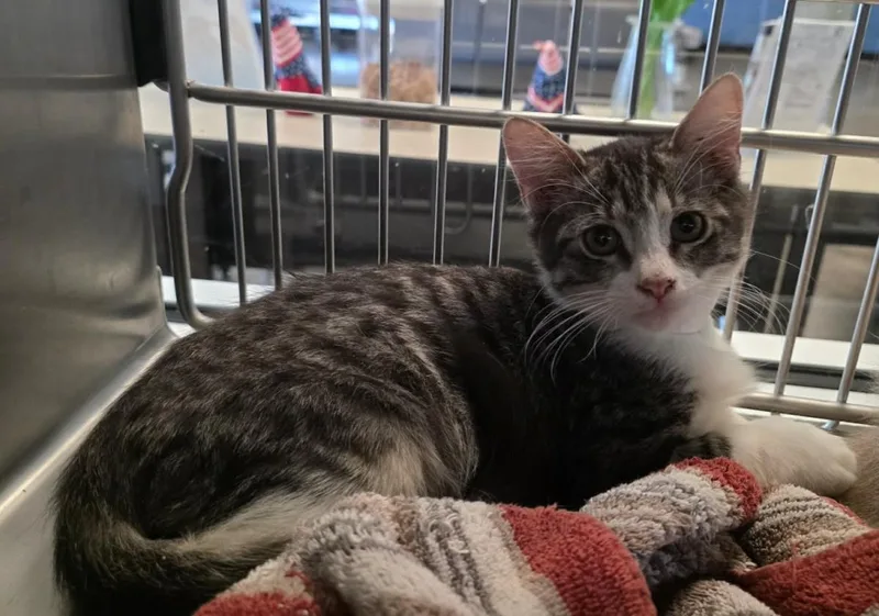 A baby small-sized male Domestic Medium Hair cat named Bob for adoption in Rockwall, TX