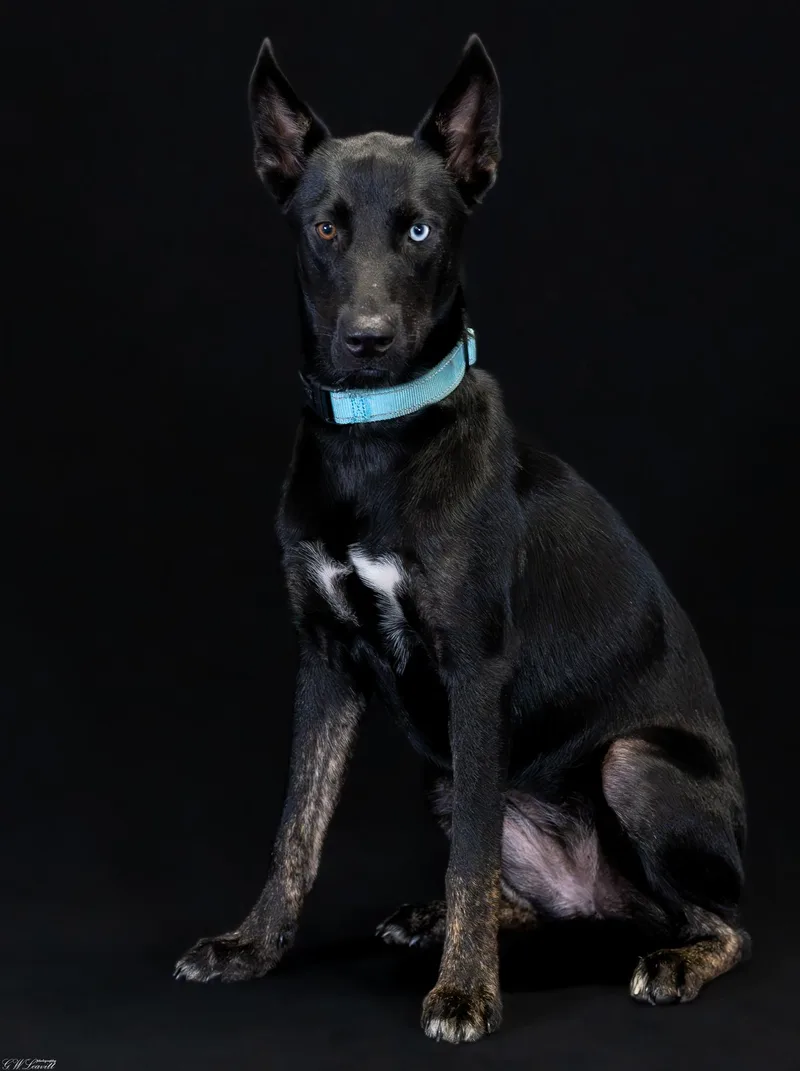 A baby medium-sized female Husky dog named Dolly Parton for adoption in BONIFAY, FL