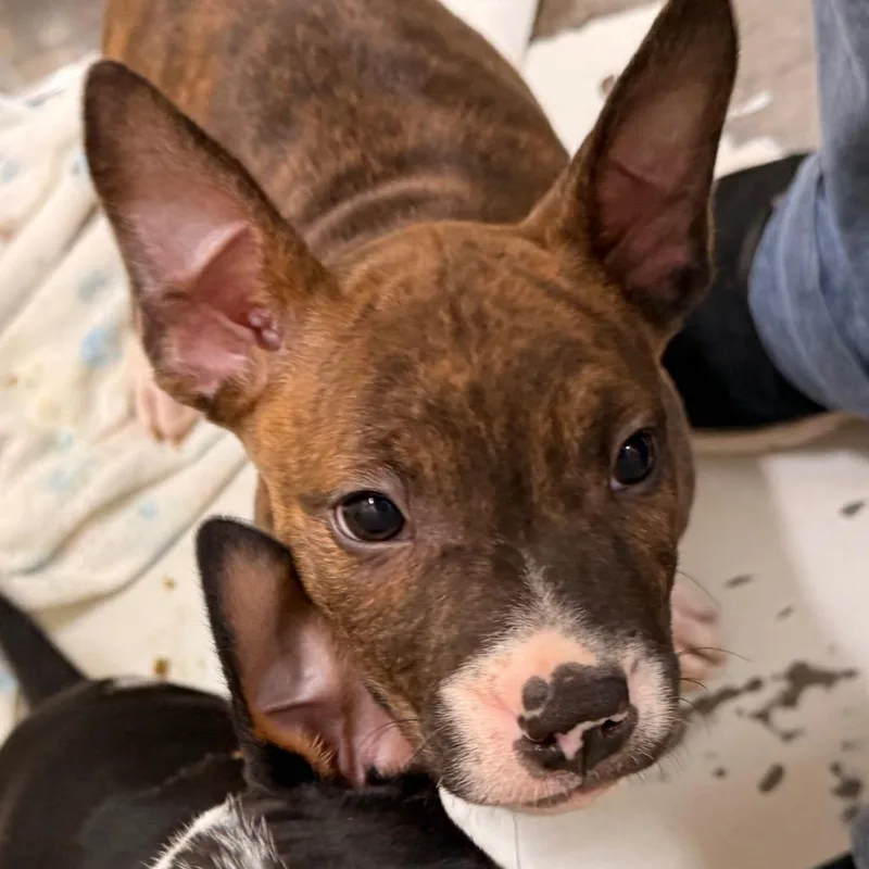 A baby small-sized female Brindle Bull Terrier dog named Porro for adoption in Evansville, IN