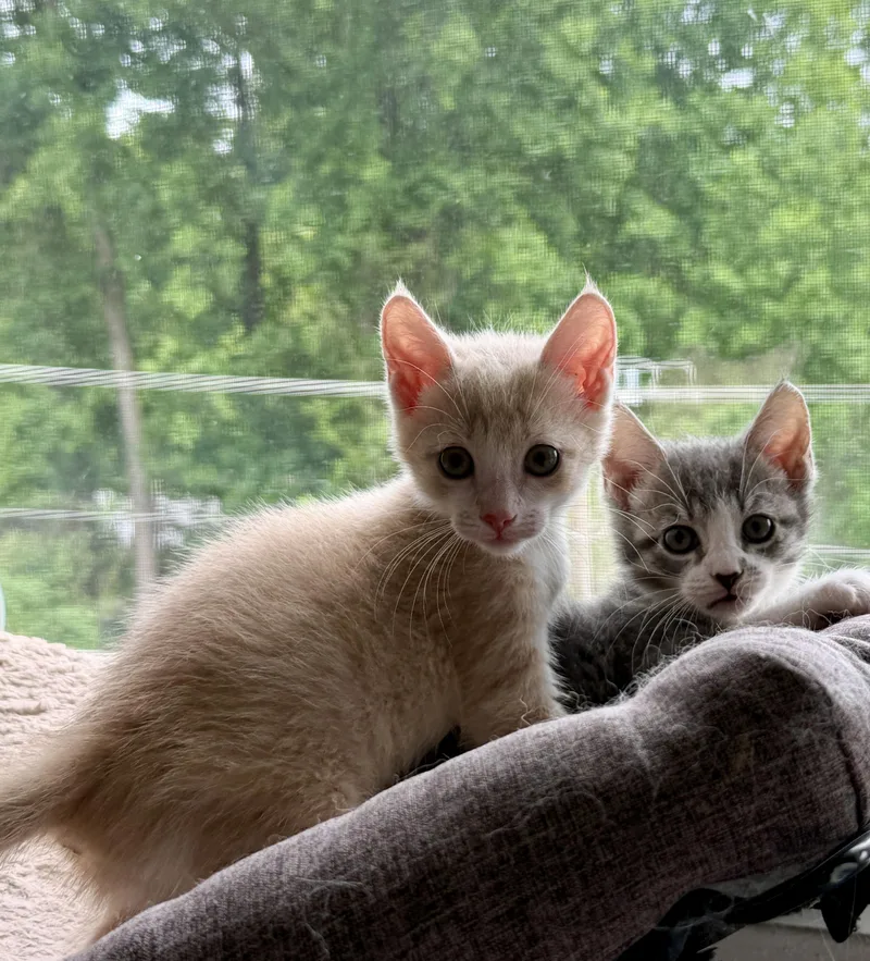 A baby medium-sized male Buff & White Domestic Short Hair cat named Sugar And Sterling for adoption in Fairfax, VA