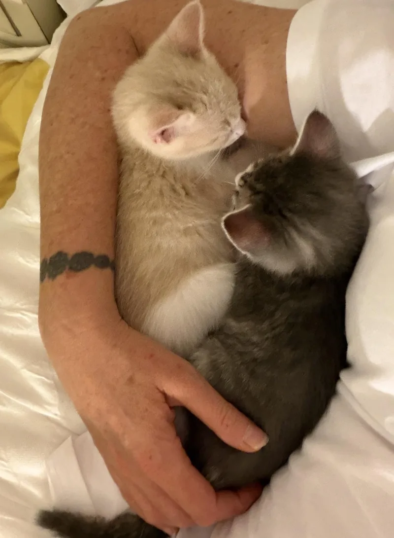 Sugar And Sterling thumbnail 5