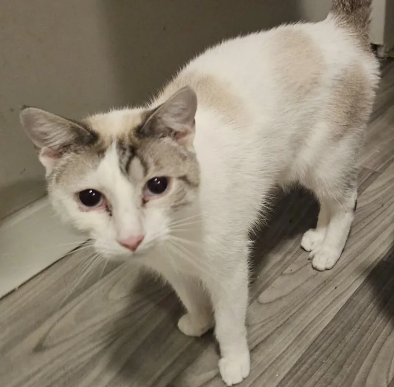An adult medium-sized male Siamese cat named Haru for adoption in Lees Summit, MO