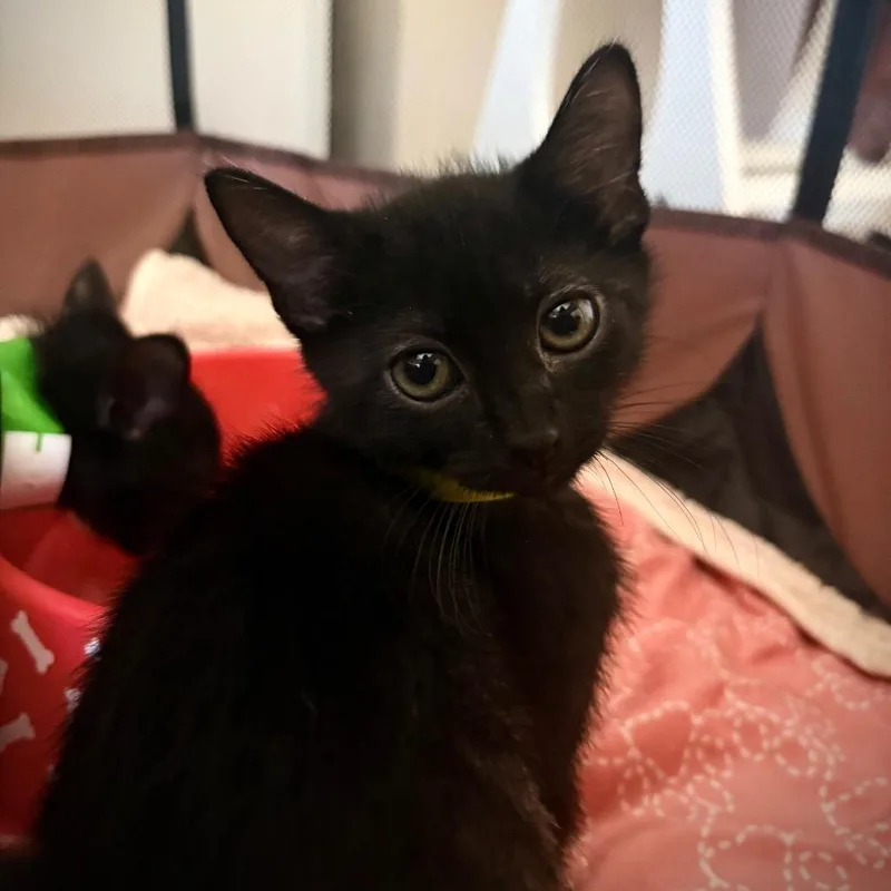 A baby small-sized female Black Domestic Short Hair cat named Whimsy Bat for adoption in Ventura, CA