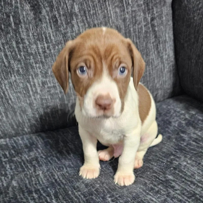 A baby medium-sized male Chocolate Labrador Retriever dog named Kenneth for adoption in Myrtle Beach, SC