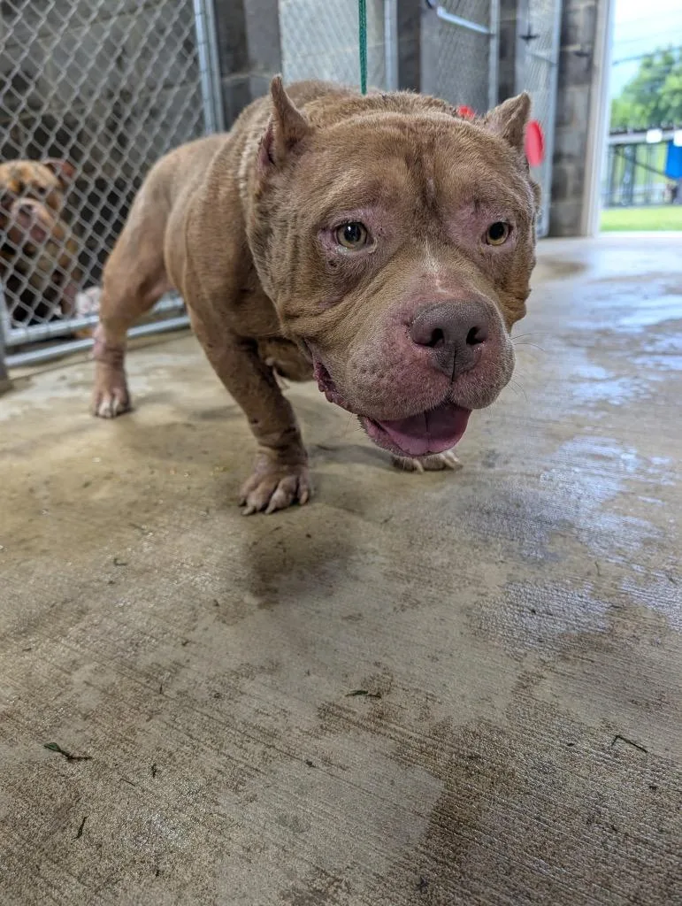 A senior medium-sized male Mixed Breed dog named Thor for adoption in Shelbyville, TN