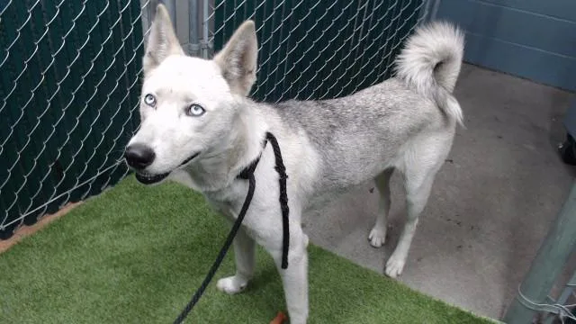 A young medium-sized female Siberian Husky dog named Nora for adoption in Downey, CA
