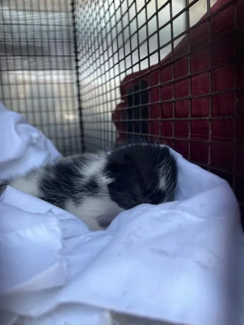 A baby small-sized female Domestic Short Hair cat named Mcflurry for adoption in Miami, FL