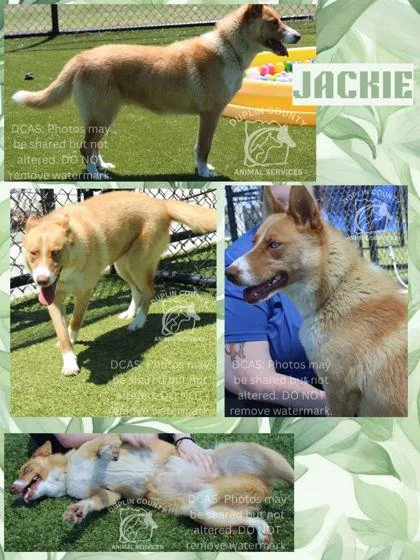 An adult medium-sized female Mixed Breed dog named Jackie for adoption in Kenansville, NC
