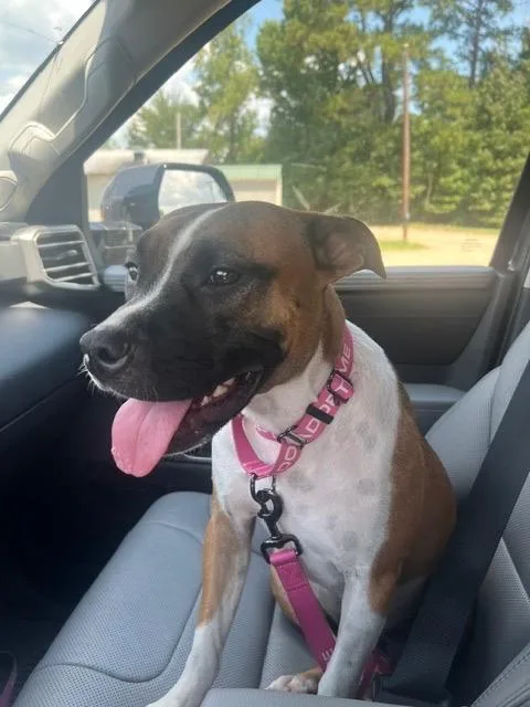 A baby medium-sized female Mixed Breed dog named Angel for adoption in Brookhaven, MS