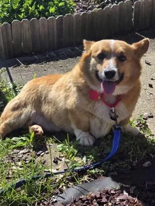 An adult small-sized female Cardigan Welsh Corgi dog named Layla for adoption in Malvern, PA