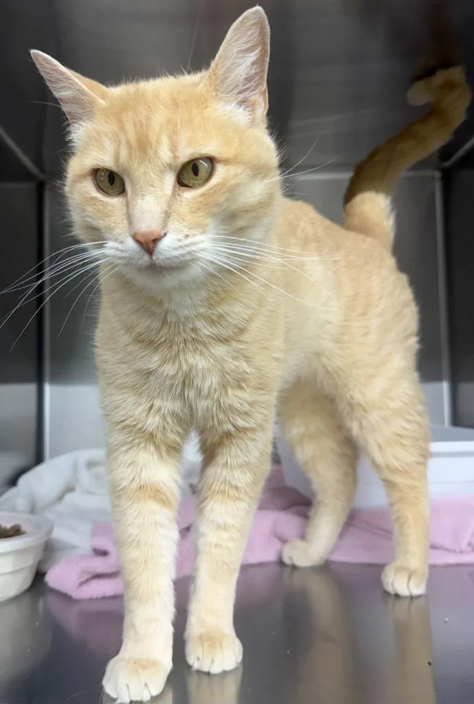 An adult large-sized male Domestic Short Hair cat named Felix for adoption in Lagrange, IN