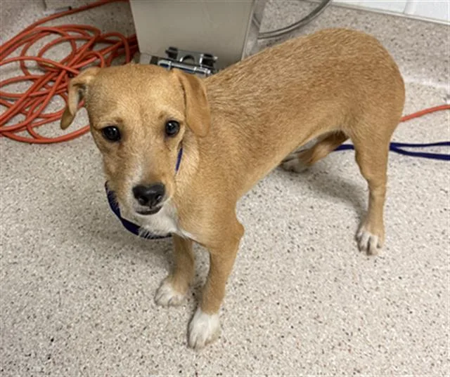 A young small-sized female Chihuahua dog named Peach for adoption in Bakersfield, CA