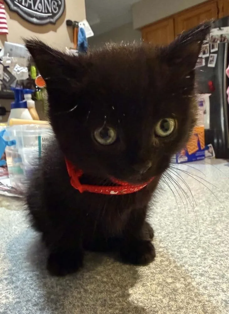 Mavis Dracula