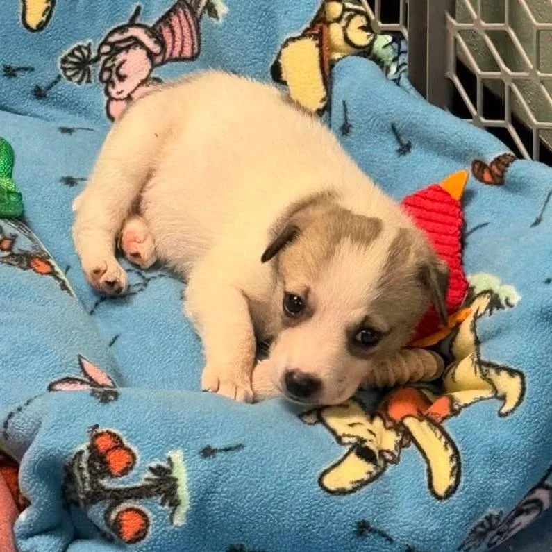 A baby small-sized female Gray / Blue / Silver Terrier dog named Winnie for adoption in Macclesfield, NC