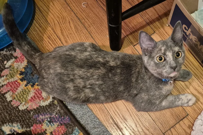 A baby medium-sized female Dilute Tortoiseshell Domestic Short Hair cat named Sheila E for adoption in Beltsville, MD