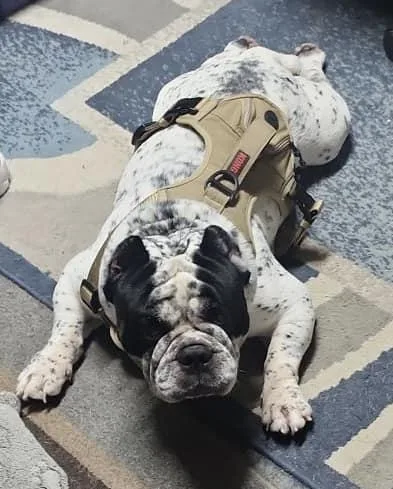 An adult medium-sized male English Bulldog dog named Rocky for adoption in Rogersville, TN