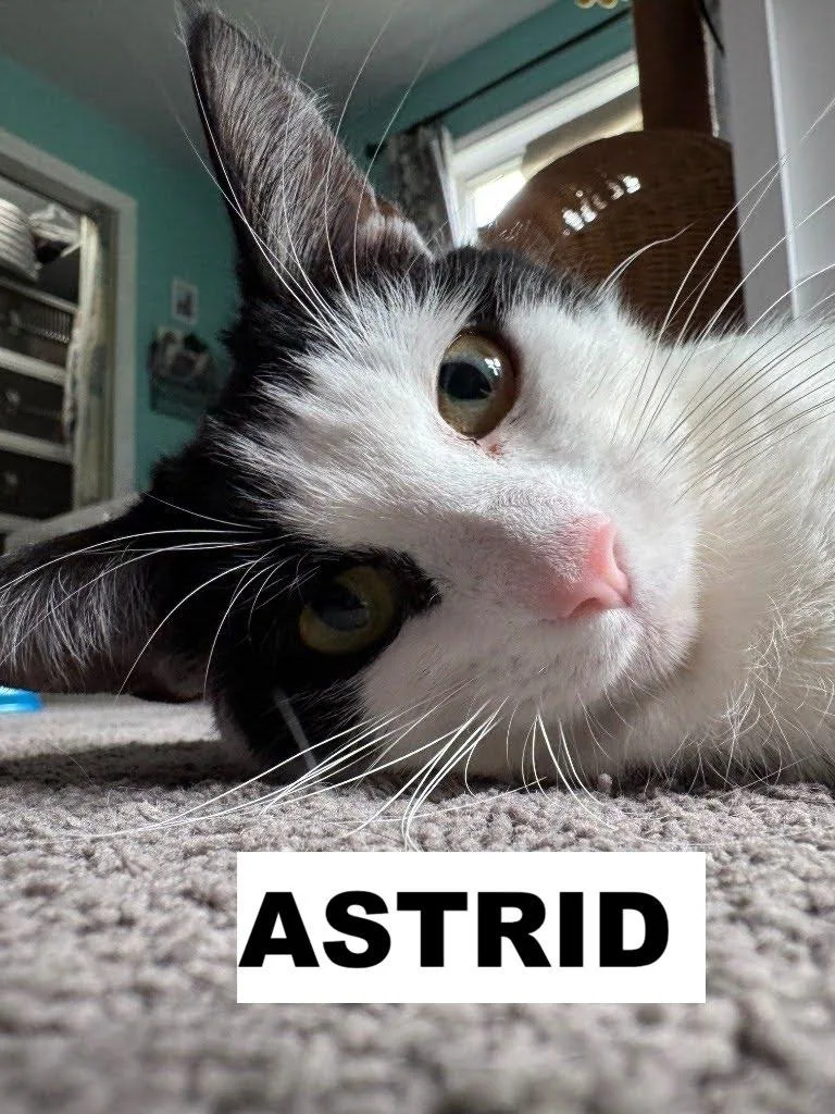A young medium-sized female Domestic Short Hair cat named Astrid for adoption in Zimmerman, MN