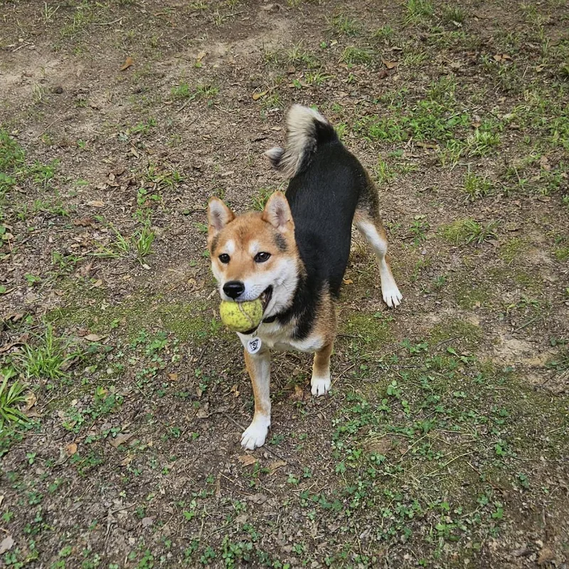 An adult medium-sized male Black Shiba Inu dog named Maverick for adoption in Raleigh, NC